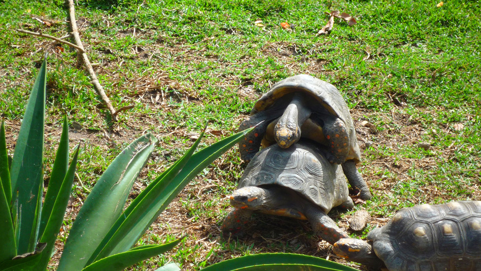 Caracas Zoologico 083